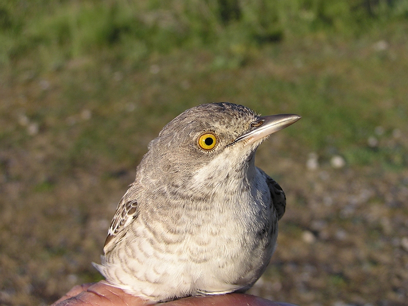 Barred Warbler, Sundre 20080608